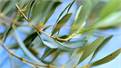 New Research Confirms Olive Leaves Can Improve Oil Quality 